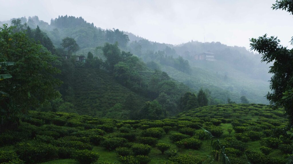 Avangrove-Tea-Estate-scaled Gopaldhara