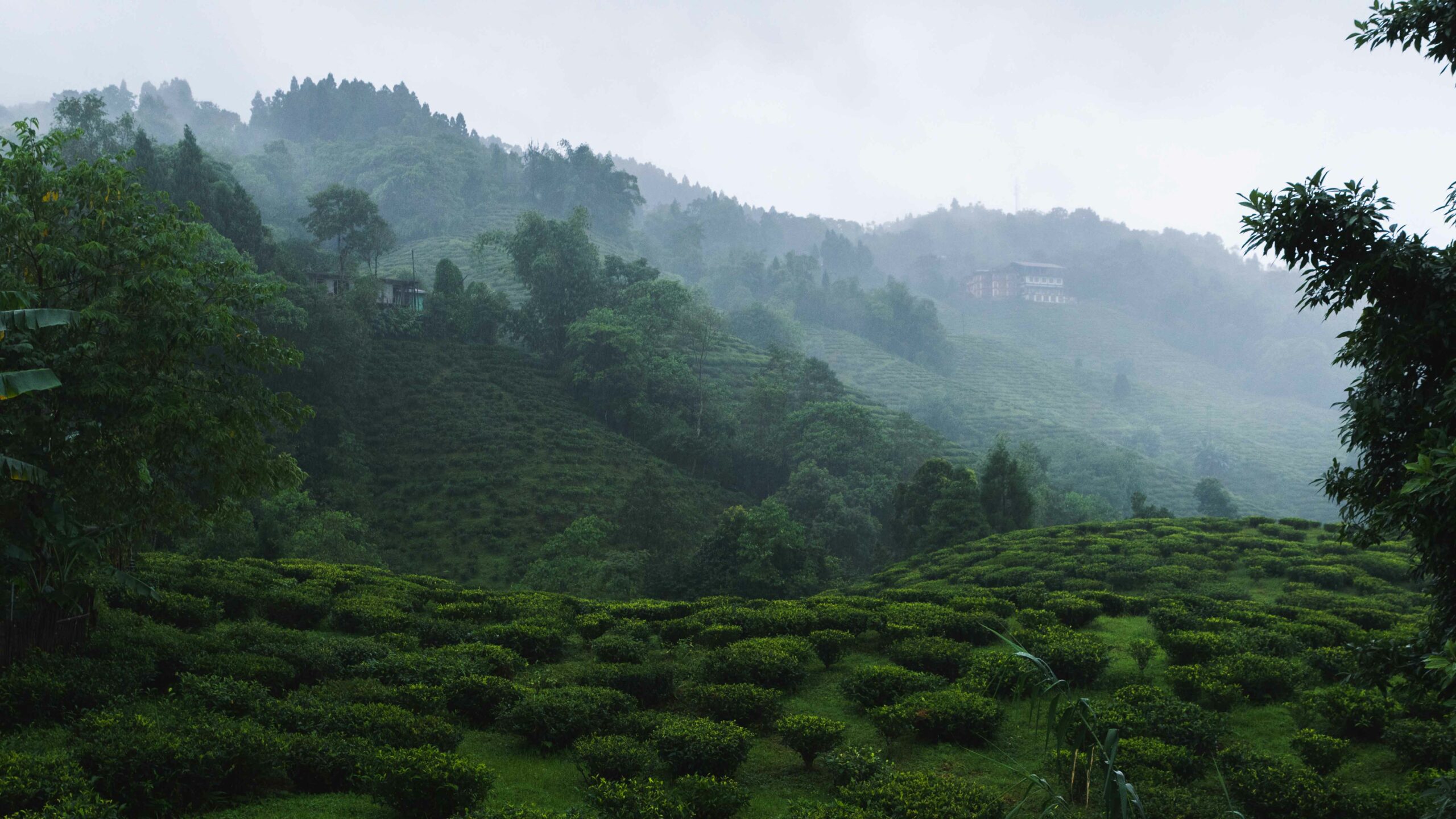 Avangrove-Tea-Estate-scaled Gopaldhara