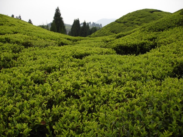 Colline creuse Gopaldhara